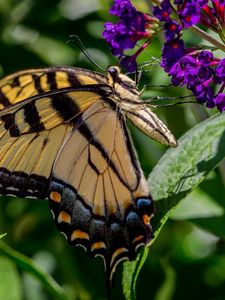 Preview wallpaper butterfly, flowers, grass, insect, leaves