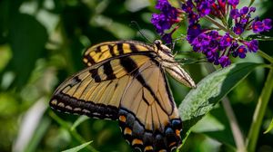 Preview wallpaper butterfly, flowers, grass, insect, leaves