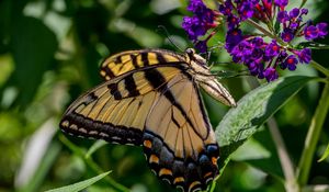 Preview wallpaper butterfly, flowers, grass, insect, leaves