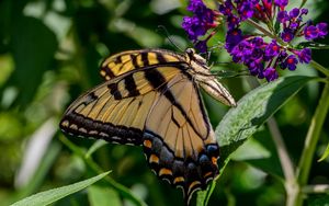 Preview wallpaper butterfly, flowers, grass, insect, leaves