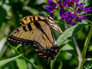 Preview wallpaper butterfly, flowers, grass, insect, leaves