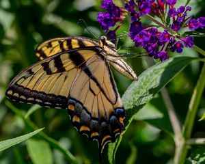 Preview wallpaper butterfly, flowers, grass, insect, leaves