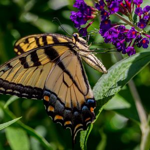 Preview wallpaper butterfly, flowers, grass, insect, leaves