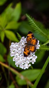 Preview wallpaper butterfly, flowers, inflorescence, macro