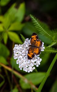 Preview wallpaper butterfly, flowers, inflorescence, macro