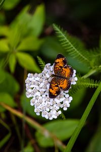 Preview wallpaper butterfly, flowers, inflorescence, macro