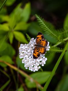 Preview wallpaper butterfly, flowers, inflorescence, macro