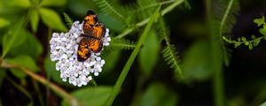 Preview wallpaper butterfly, flowers, inflorescence, macro