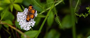 Preview wallpaper butterfly, flowers, inflorescence, macro