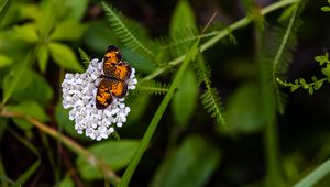 Preview wallpaper butterfly, flowers, inflorescence, macro