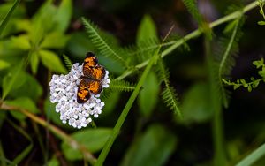 Preview wallpaper butterfly, flowers, inflorescence, macro