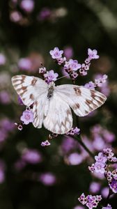 Preview wallpaper butterfly, flowers, insect, bloom, macro