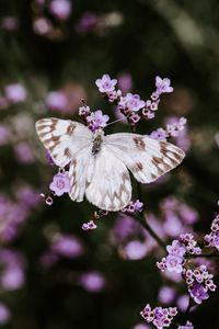 Preview wallpaper butterfly, flowers, insect, bloom, macro