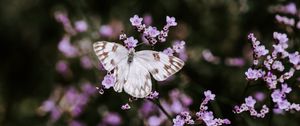 Preview wallpaper butterfly, flowers, insect, bloom, macro