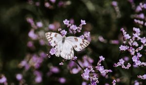 Preview wallpaper butterfly, flowers, insect, bloom, macro