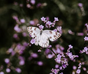 Preview wallpaper butterfly, flowers, insect, bloom, macro