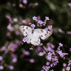 Preview wallpaper butterfly, flowers, insect, bloom, macro