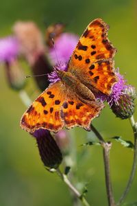 Preview wallpaper butterfly, flowers, insect, brown