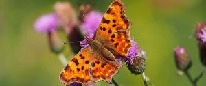 Preview wallpaper butterfly, flowers, insect, brown