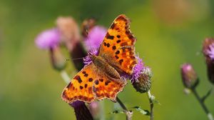 Preview wallpaper butterfly, flowers, insect, brown