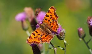 Preview wallpaper butterfly, flowers, insect, brown