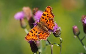 Preview wallpaper butterfly, flowers, insect, brown