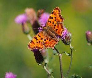 Preview wallpaper butterfly, flowers, insect, brown