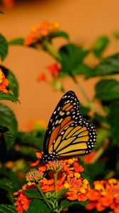 Preview wallpaper butterfly, flowers, insect, brown, macro