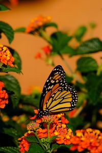 Preview wallpaper butterfly, flowers, insect, brown, macro