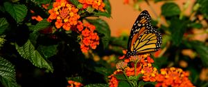 Preview wallpaper butterfly, flowers, insect, brown, macro