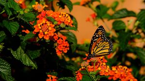 Preview wallpaper butterfly, flowers, insect, brown, macro