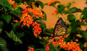 Preview wallpaper butterfly, flowers, insect, brown, macro