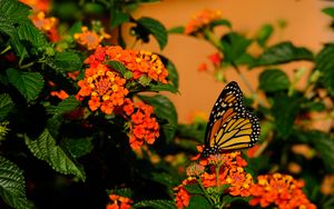 Preview wallpaper butterfly, flowers, insect, brown, macro