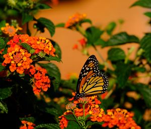 Preview wallpaper butterfly, flowers, insect, brown, macro