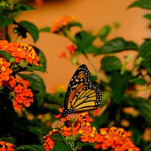 Preview wallpaper butterfly, flowers, insect, brown, macro