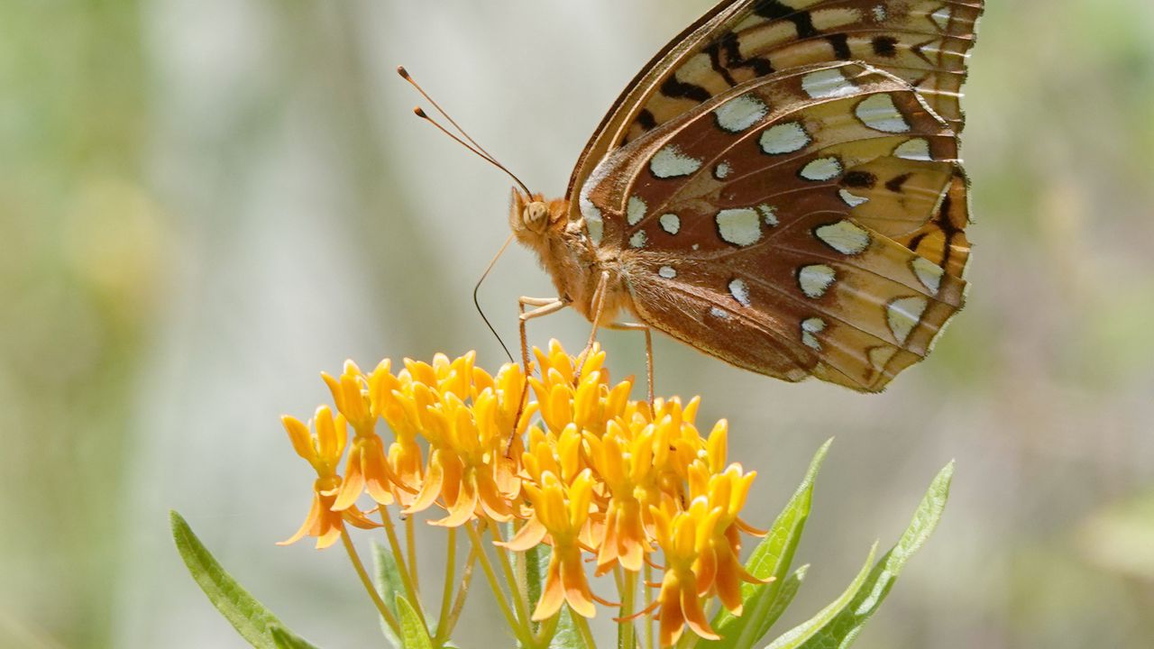 Wallpaper butterfly, flowers, leaves, petals, macro