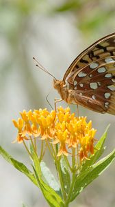 Preview wallpaper butterfly, flowers, leaves, petals, macro