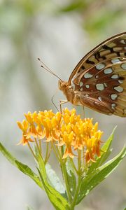 Preview wallpaper butterfly, flowers, leaves, petals, macro