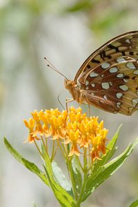 Preview wallpaper butterfly, flowers, leaves, petals, macro