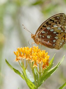Preview wallpaper butterfly, flowers, leaves, petals, macro