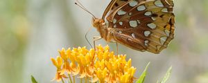 Preview wallpaper butterfly, flowers, leaves, petals, macro