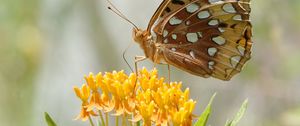 Preview wallpaper butterfly, flowers, leaves, petals, macro