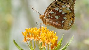 Preview wallpaper butterfly, flowers, leaves, petals, macro