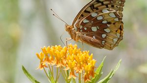 Preview wallpaper butterfly, flowers, leaves, petals, macro