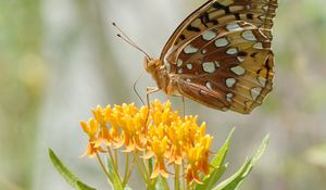 Preview wallpaper butterfly, flowers, leaves, petals, macro