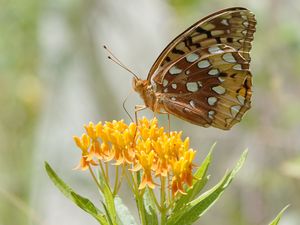 Preview wallpaper butterfly, flowers, leaves, petals, macro