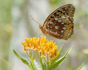 Preview wallpaper butterfly, flowers, leaves, petals, macro