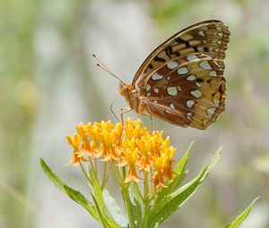 Preview wallpaper butterfly, flowers, leaves, petals, macro