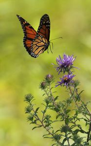 Preview wallpaper butterfly, flowers, leaves, blur, macro