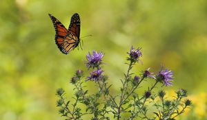 Preview wallpaper butterfly, flowers, leaves, blur, macro